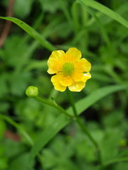Ranunculus flabellaris