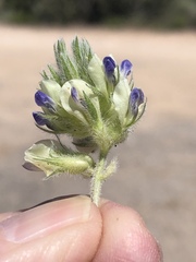 Pediomelum castoreum