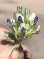 Pediomelum castoreum