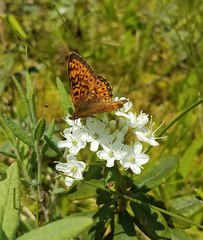 Boloria eunomia