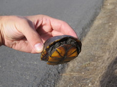 Kinosternon subrubrum hippocrepis