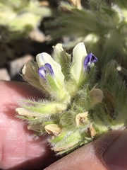Pediomelum castoreum