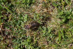 Pycnogaster jugicola