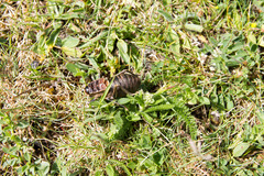 Pycnogaster jugicola