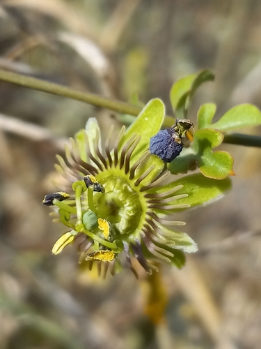 Passiflora berteroana
