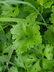 Ranunculus flabellaris