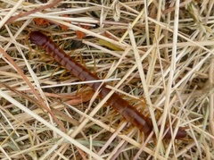 Scolopocryptops gracilis