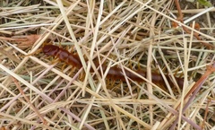 Scolopocryptops gracilis