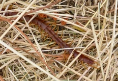 Scolopocryptops gracilis