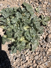 Pediomelum castoreum