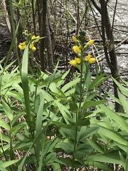 Thermopsis montana