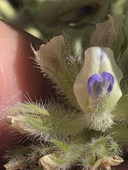 Pediomelum castoreum