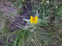 Arnica lanceolata prima