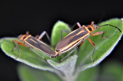 Stenomacra marginella