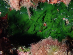 Palmophyllum crassum