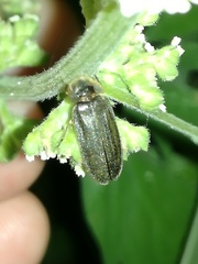 Lamprohiza splendidula