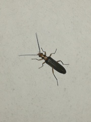 Nacerdes carniolica