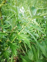 Filipendula stepposa
