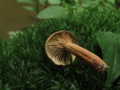 Lactarius tabidus