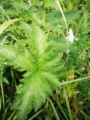Filipendula stepposa