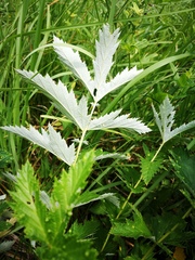 Filipendula stepposa