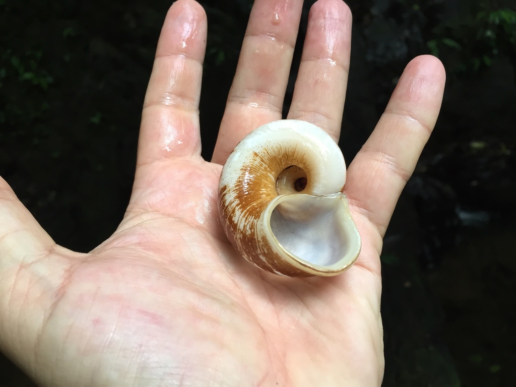 Aperostoma