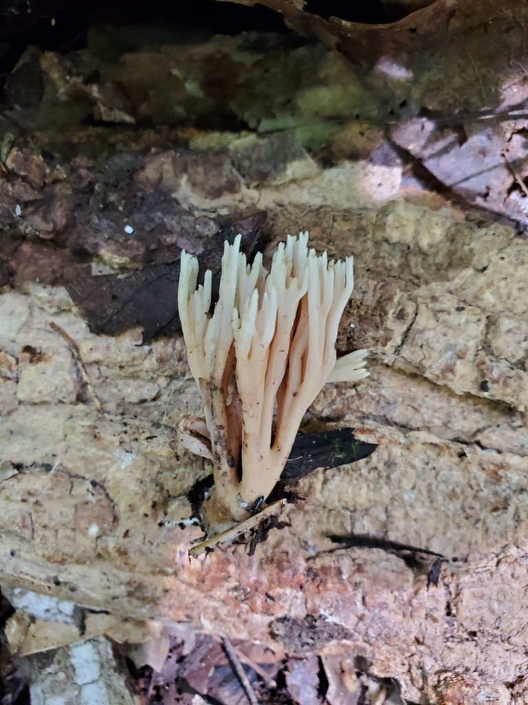Ramaria sp. 'IN15'