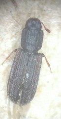Lasconotus laqueatus