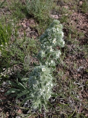 Oreocarya thyrsiflora