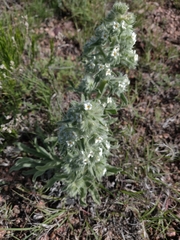 Oreocarya thyrsiflora