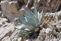 Agave turneri
