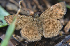 Carrhenes fuscescens