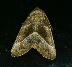 Ogdoconta