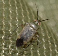 Lepidargyrus ancorifer