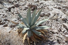 Agave turneri
