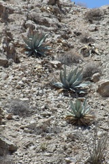 Agave turneri