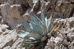 Agave turneri
