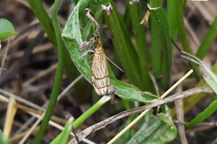 Chrysocrambus linetella
