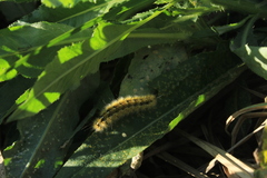 Diacrisia purpurata