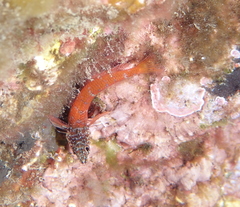 Tripterygion melanurus