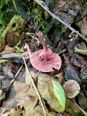 Melanophyllum haematospermum