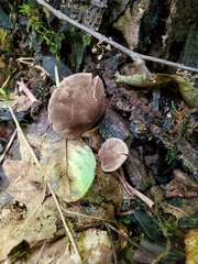 Melanophyllum haematospermum