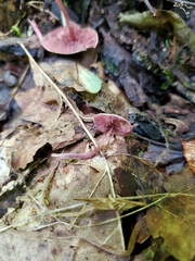 Melanophyllum haematospermum