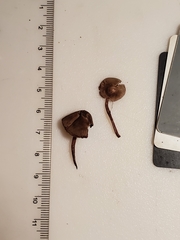 Melanophyllum haematospermum