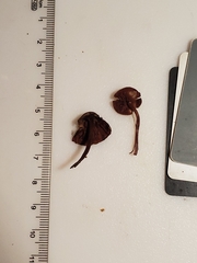 Melanophyllum haematospermum