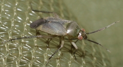 Lepidargyrus ancorifer
