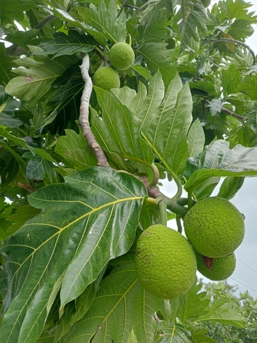 breadfruit (Artocarpus altilis)