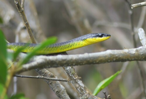 Common Tree Snake sighting