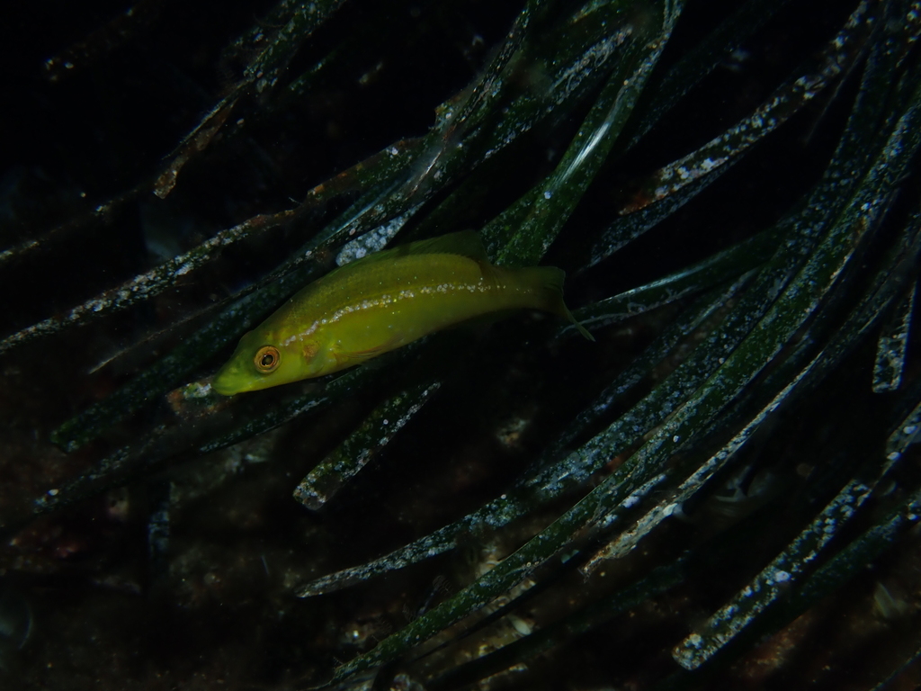 Brown Wrasse