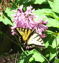 Papilio canadensis